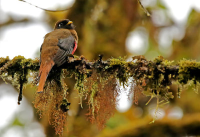 Highland Trogon