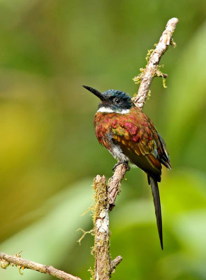 Purplish Jacamar