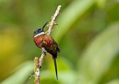 Purplish Jacamar