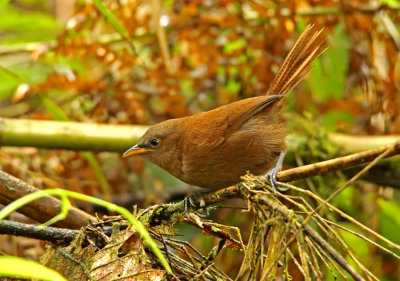 Rufous Wren