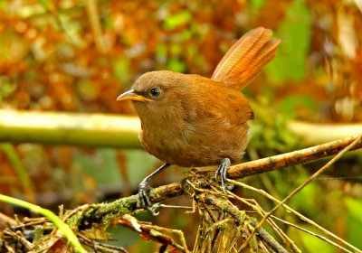 Rufous Wren