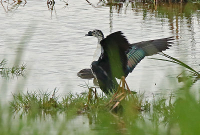 Comb Duck