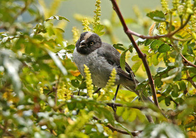 Black-headed Hemispingus