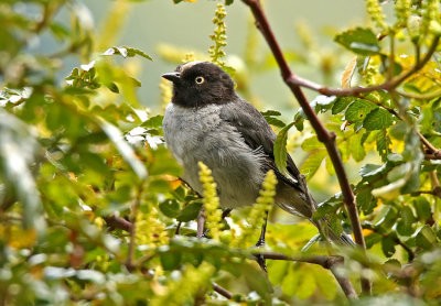 Black-headed Hemispingus