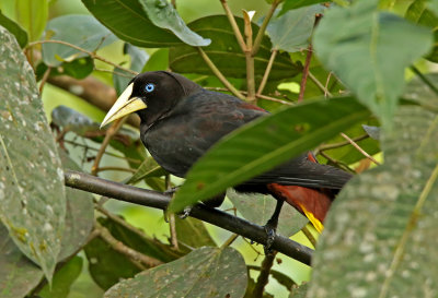 Crested Oropendola