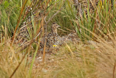 Curve-billed Tinamou