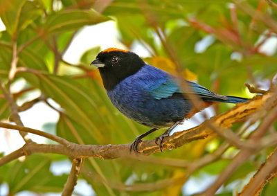 Golden-crowned Tanager