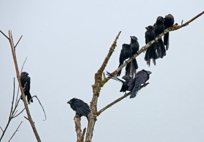 Smooth-billed Ani