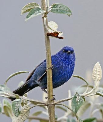 Tit-like Dacnis