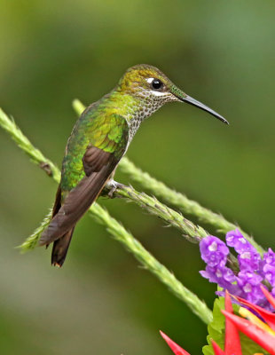 Violet-fronted Brilliant