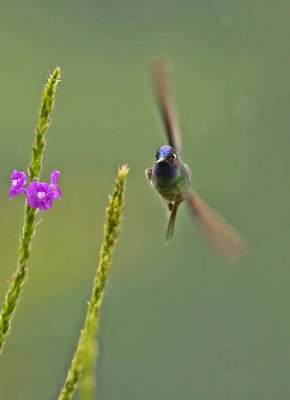 Violet-headed Hummingbird