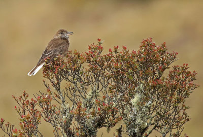 White-tailed Shrike-Tyrant