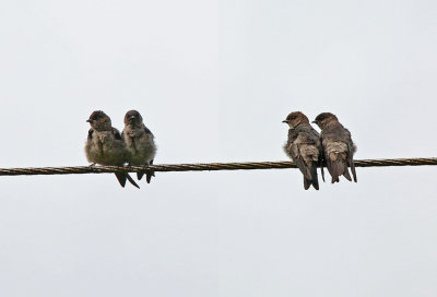 White-thighed Swallow