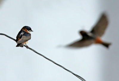 Chestnut-collared Swallow