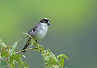 Paynter's Brushfinch