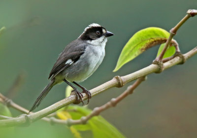 Paynter's Brushfinch