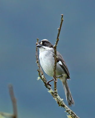 Paynter's Brushfinch