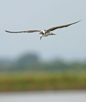 Black Tern