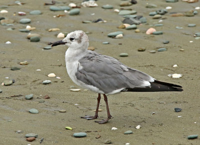 Laughing Gull