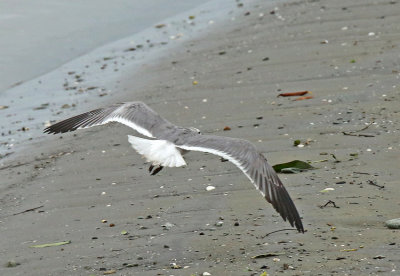 Laughing Gull