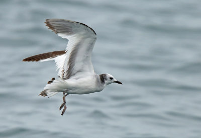 Sabine's Gull