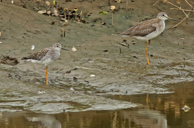 Yellowlegs
