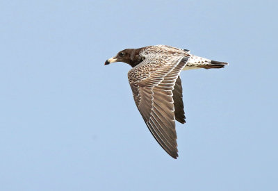 Band-tailed Gull