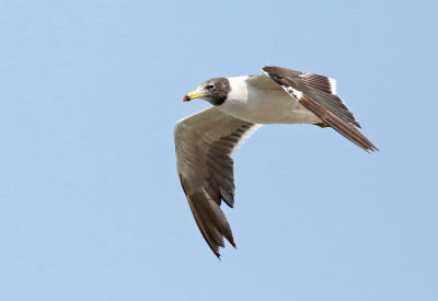 Band-tailed Gull