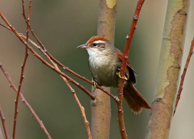 Baron's Spinetail