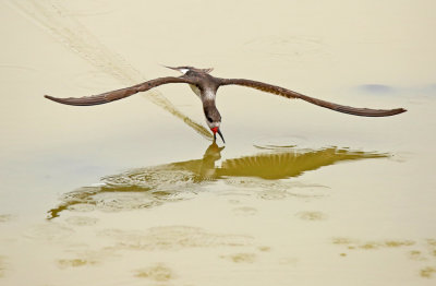 Black Skimmer