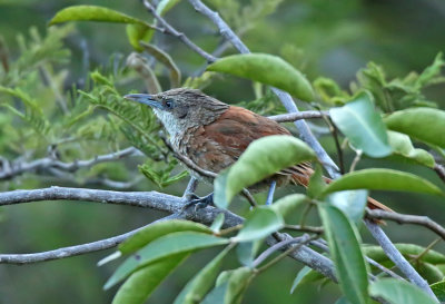 Chestnut-backed Thornbird