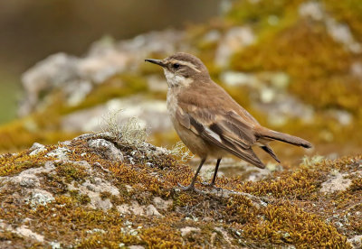 Cream-winged Cinclodes