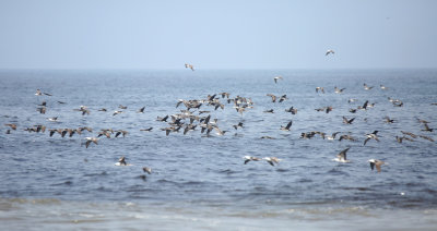 Guanay Cormorant and Peruvian Booby