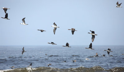 Guanay Cormorant and Peruvian Booby