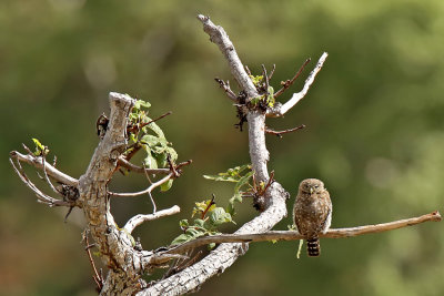 Pacific Pygmy-Owl
