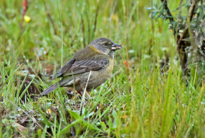 Peruvian Sierra-Finch