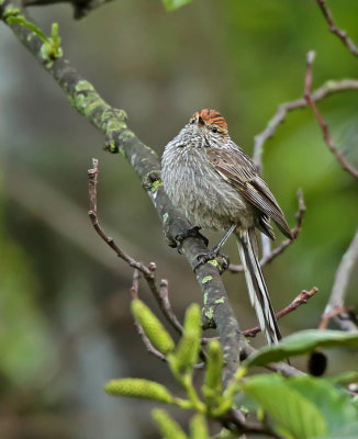 Rusty-crowned Tit-Spinetail