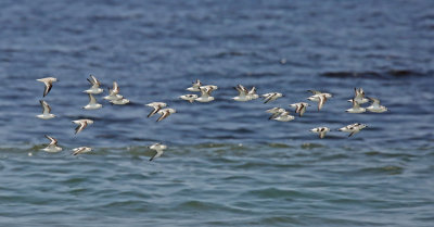 Sanderling