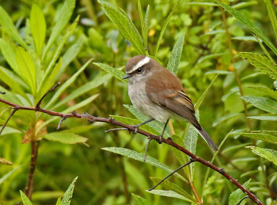 White-browed Chat-Tyrant