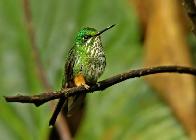 Peruvian Raquettail