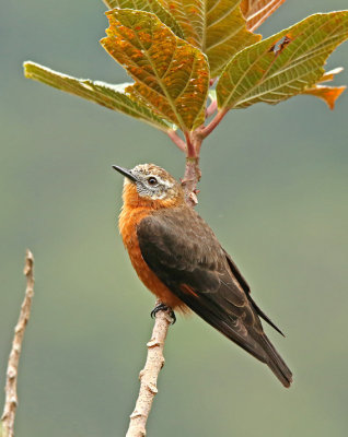 Cliff Flycatcher