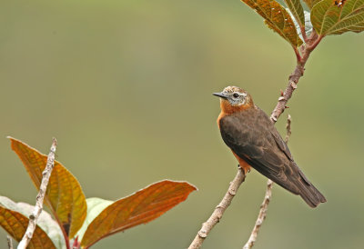 Cliff Flycatcher