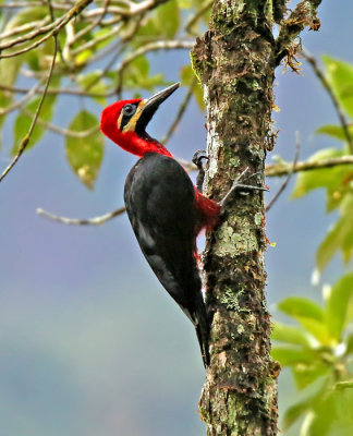 Crimson-bellied Woodpecker