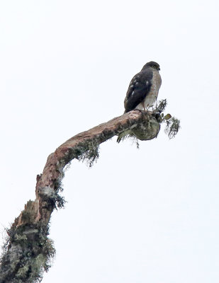 Plain-breasted Hawk