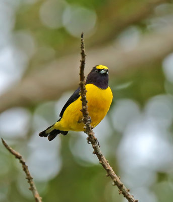 Purple-throated Euphonia