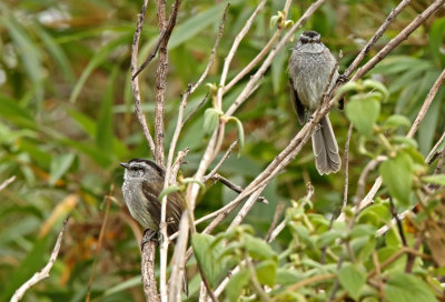 Unstreaked Tit-Tyrant