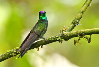 Violet-fronted Brilliant