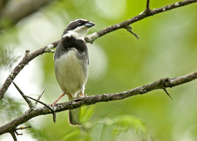 Collared Warbling-Finch