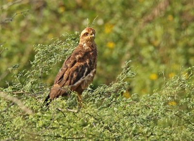 Savanna Hawk