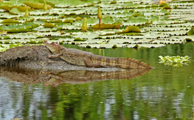 Spectacled Cayman